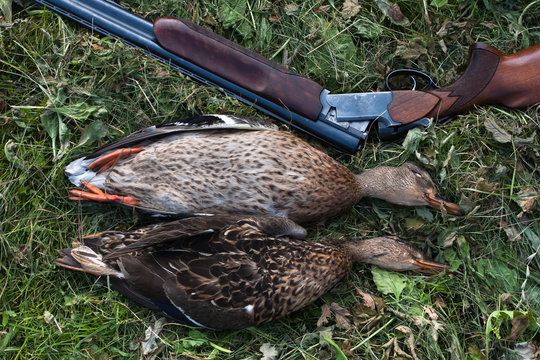 hunting trophy - ducks and shotgun