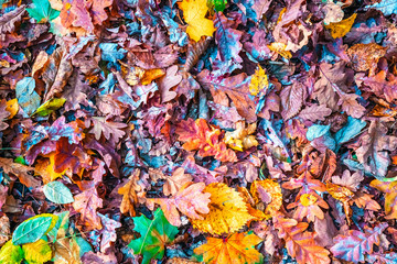 Colorful autumn leaves, autumn background of nature
