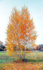 Lonely yellowed birch tree in the meadow, autumn nature landscape