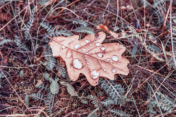 Dry oak leaves are covered with water droplets.
