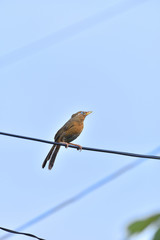 bird on wire