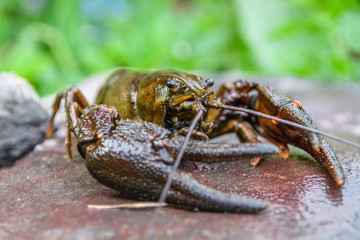 Live European crayfish