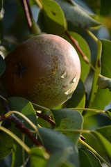 ecological production in the region of Noszvaj, Hungary. Grapes, apples, pears.