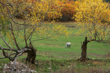 Grazing horse on meadow