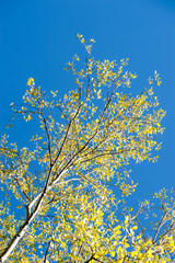 Foglie gialle sullo sfondo blu del cielo