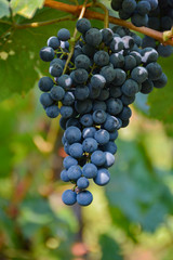 ecological production in the region of Noszvaj, Hungary. Grapes, apples, pears.