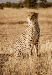 Fototapeta na wymiar Adult cheetah sits up scans his surroundings