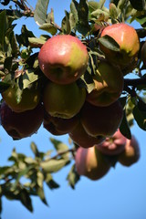 ecological production in the region of Noszvaj, Hungary. Grapes, apples, pears.