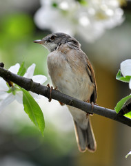 Bird emberiza sitting on a branch of a tree