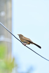 bird on wire