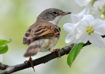 Bird emberiza sitting on a branch of a tree