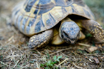 turtle in front of white background