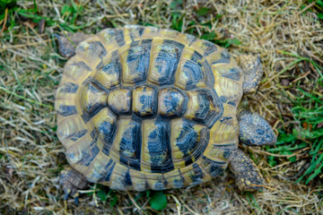 turtle in front of white background