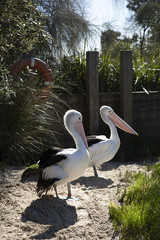 Pelicans with natural background