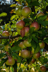 Apple,, ecological production in the region of Noszvaj, Hungary. Grapes, apples, pears.