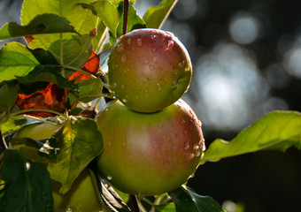 Apple, ecological production in the region of Noszvaj, Hungary. Grapes, apples, pears.
