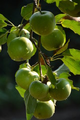 Apple, ecological production in the region of Noszvaj, Hungary. Grapes, apples, pears.
