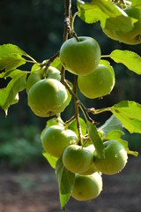 Apple. Ecological production in the region of Noszvaj, Hungary. 
