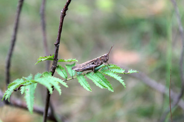 forest