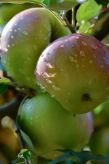 Apple. Ecological production in the region of Noszvaj, Hungary. Grapes, apples, pears.