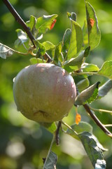 Apple, ecological production in the region of Noszvaj, Hungary. Grapes, apples, pears.