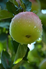 Apple, ecological production in the region of Noszvaj, Hungary. Grapes, apples, pears.