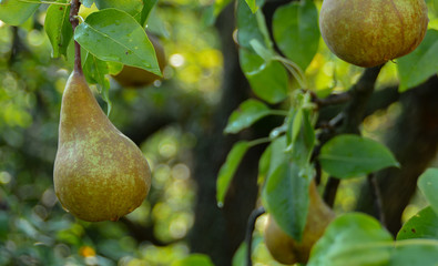 Pear. Ecological production in the region of Noszvaj, Hungary. Grapes, apples, pears.