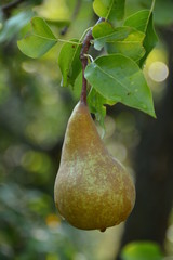 Pear., ecological production in the region of Noszvaj, Hungary. Grapes, apples, pears.