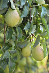 Pear., ecological production in the region of Noszvaj, Hungary. Grapes, apples, pears.