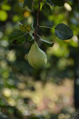 Pear., ecological production in the region of Noszvaj, Hungary. Grapes, apples, pears.