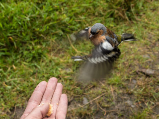 Small bird flying for food