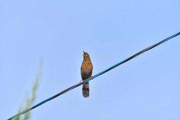 bird on wire