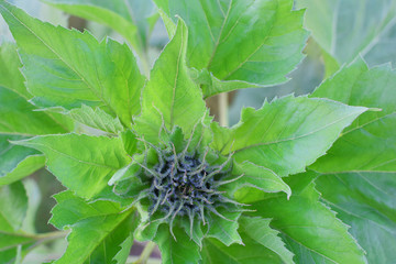 Growing sunflower plant Helianthus annuus with green leaves and unblown flower bud in middle closeup top view.