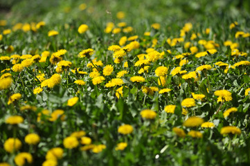 Dandelion that grows in nature