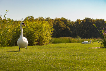 White swan standing on green cane background near river. Curious swan. Elegance and peace background. Summer wildlife. Wild birds concept.