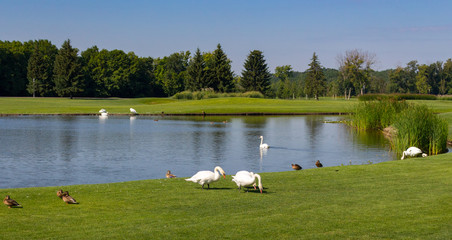 White swans and brown ducks near lake in summer park. Season landscape. Beautiful countryside with birds and pond. Wildlife concept. Peace and relax background.