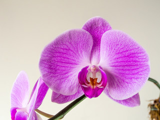 Pink orchid close up with cream background