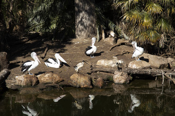 Group of pelicans with river reflection