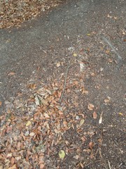 forest ground with fallen leaves and stones