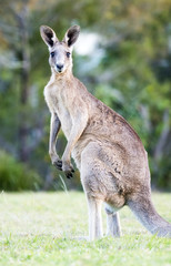 Profile shot of kangaroo looking at camera