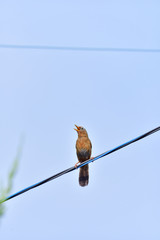 bird on wire