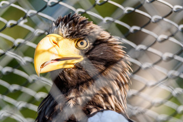 a portrait of a white-tailed eagle in a cage