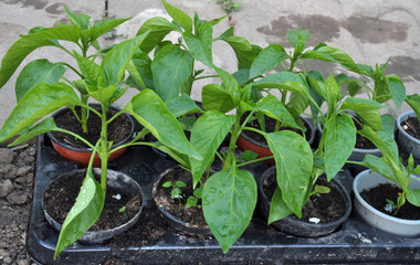 Seedlings of sweet pepper