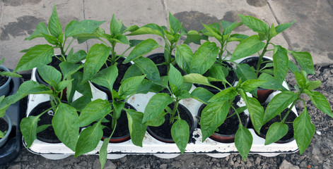 Seedlings of sweet pepper