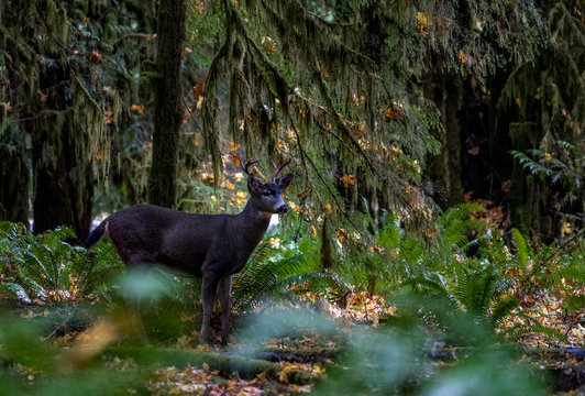 Oh Deer!