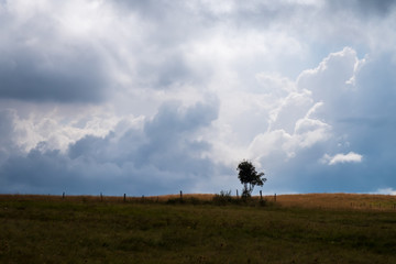 Fototapeta premium Arbre Col de Cenise