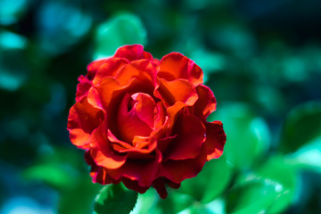 red rose on a green background