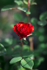 red rose on a green background