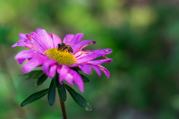 Obraz premium pink flower with a bee inside on a green background