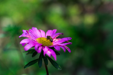 Obraz premium pink flower with a bee inside on a green background